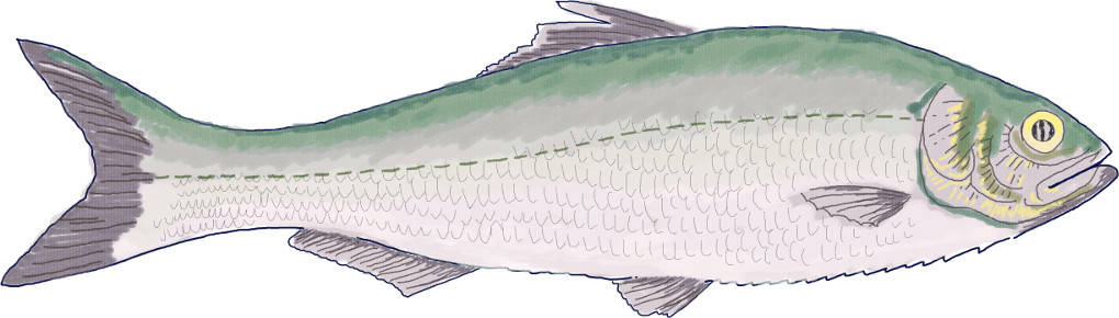Seitenlinienorgan des Fisches.jpg