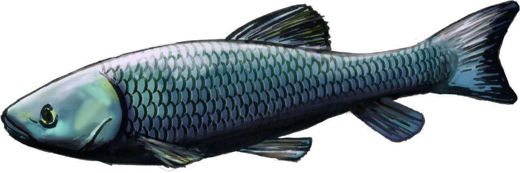 Fisch.jpg