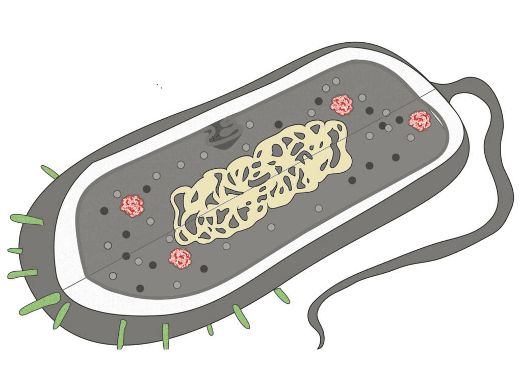 Aufbau Bakterium