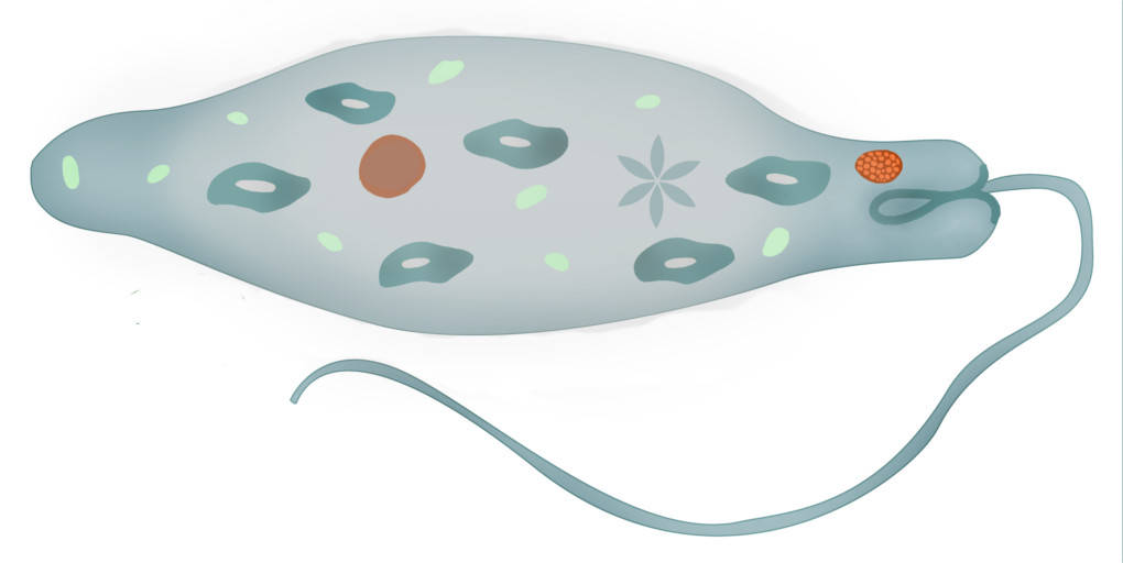 Augentierchen