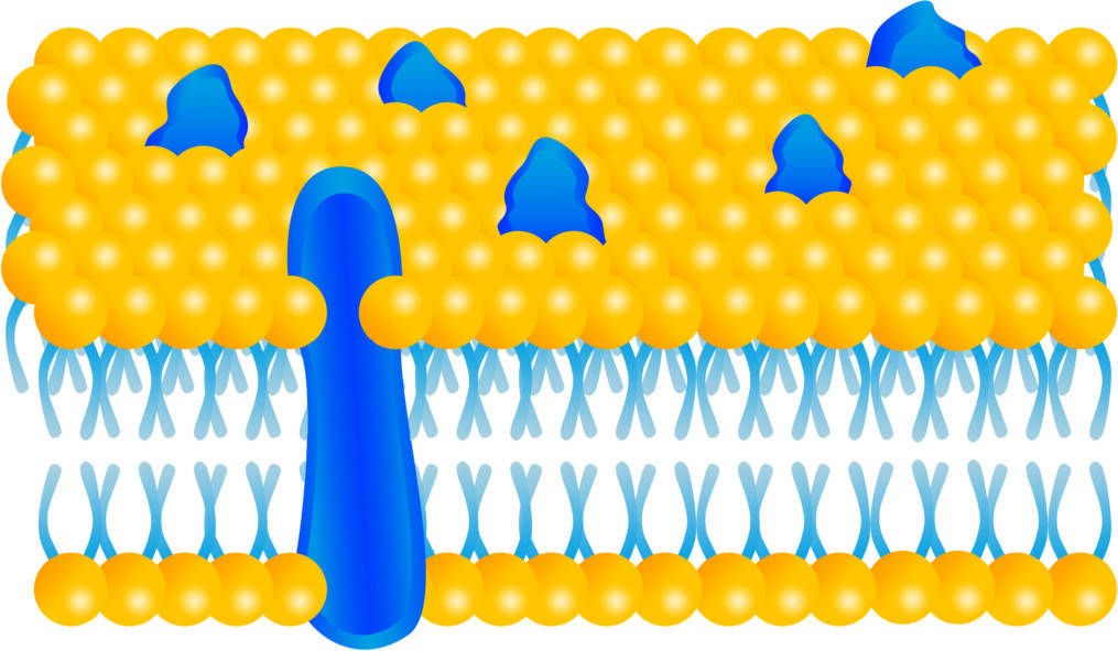 Biomembran