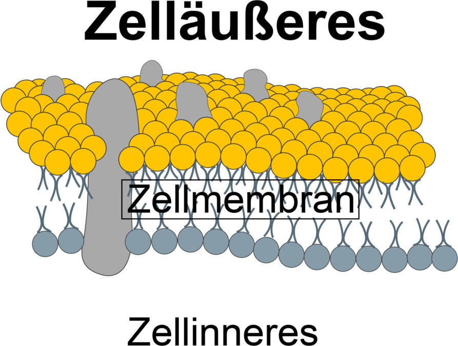 Zellmembran