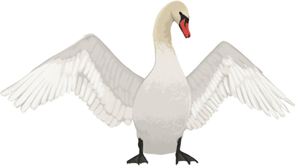 Schwan.jpg