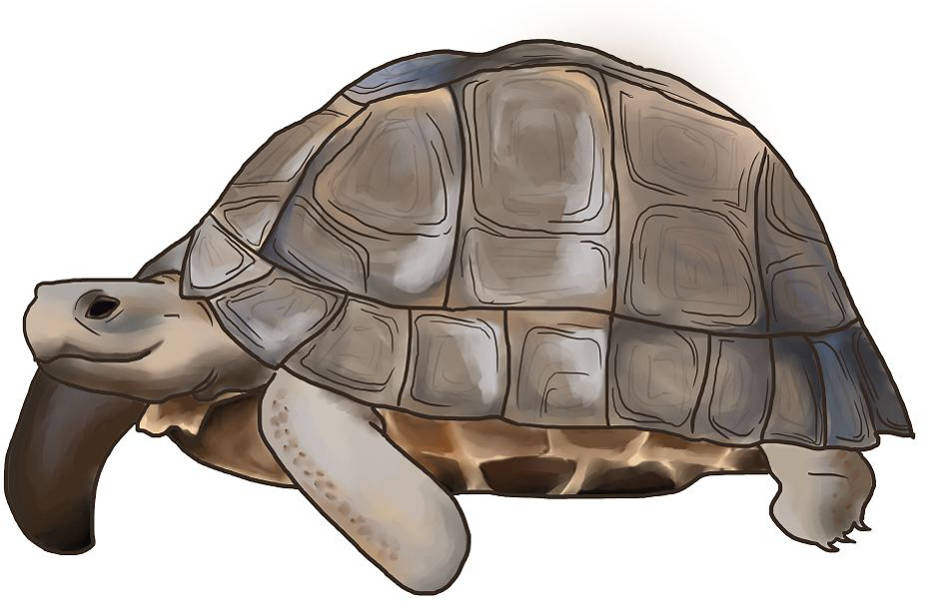 turtle.JPG