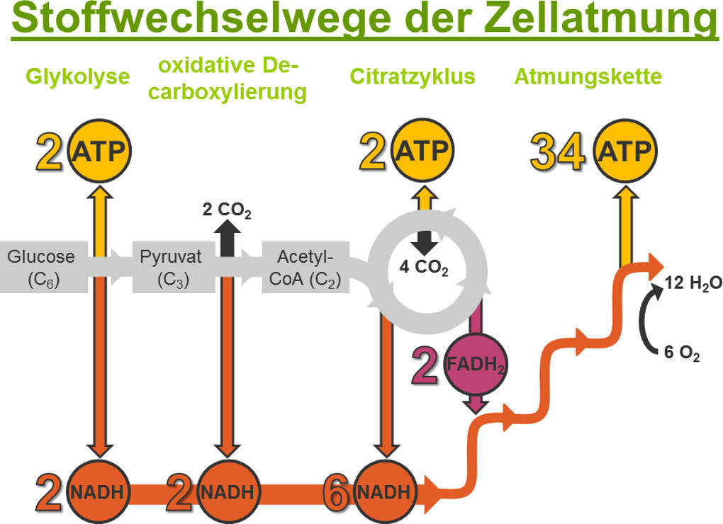 Stoffwechselwege_der_Zellatmung.jpg