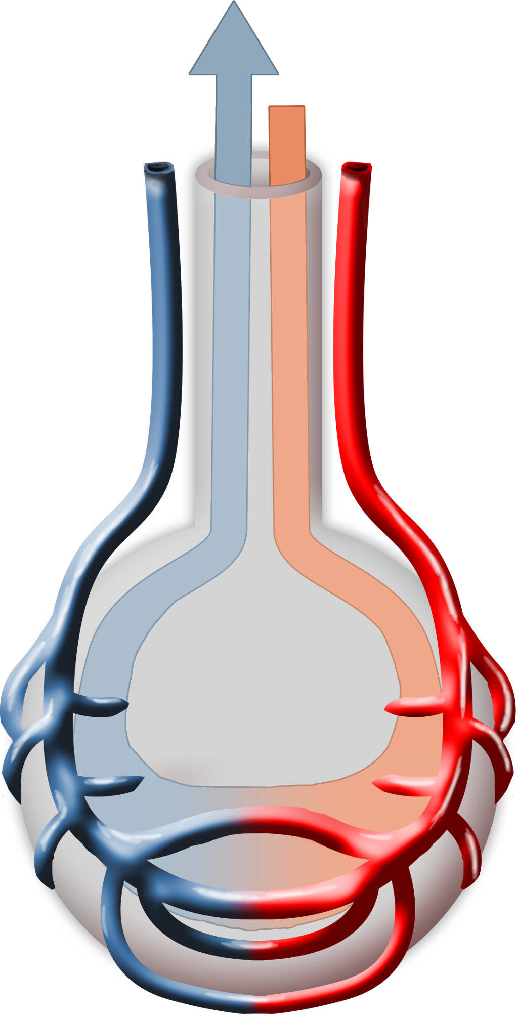Gasaustausch in der Alveole.jpg
