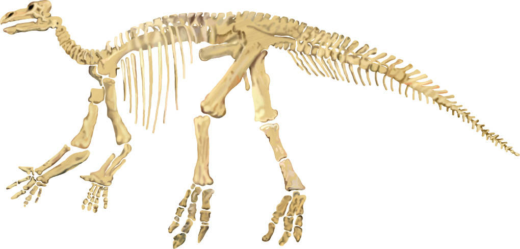 Radioaktiver Zerfall: Skelett eines Dinosauriers