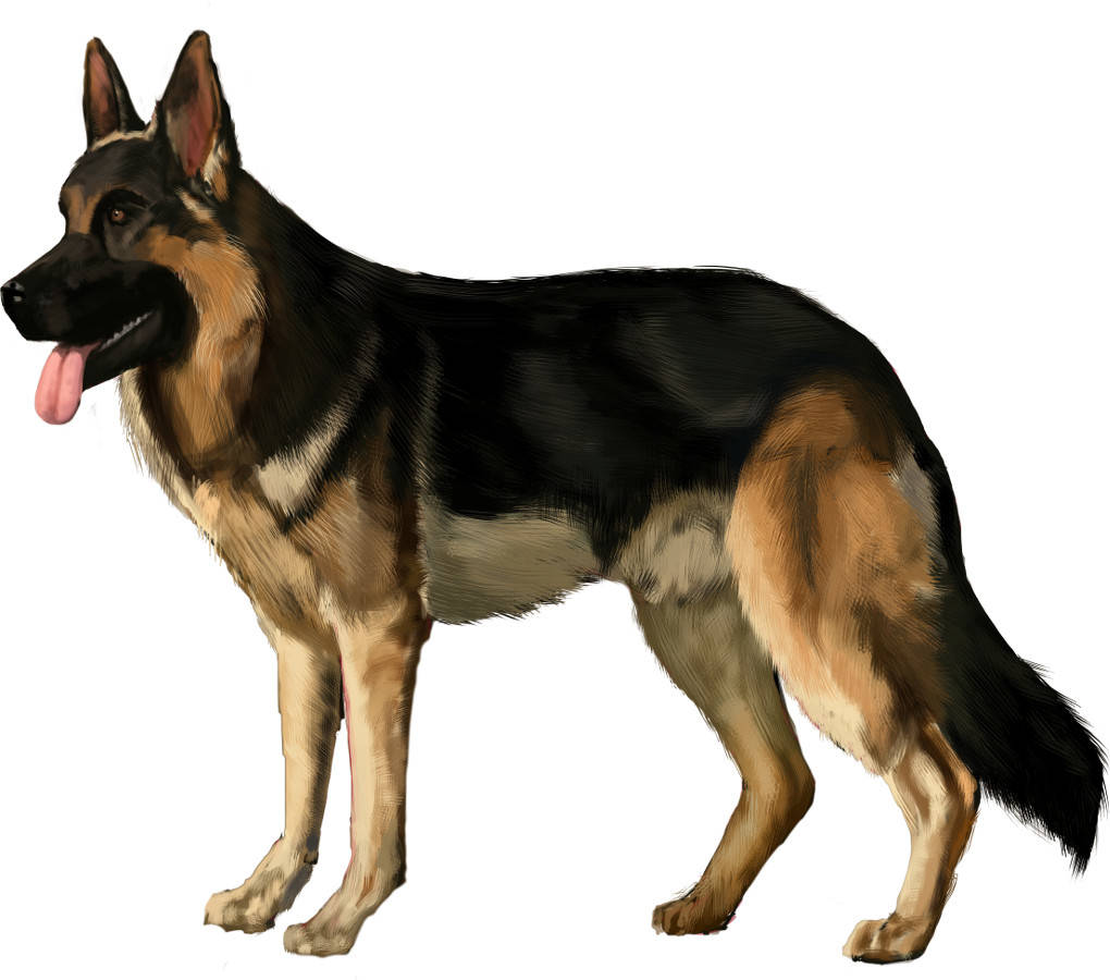 Hund.jpg