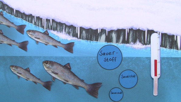 Bachforelle – Lebensraum und Verhalten