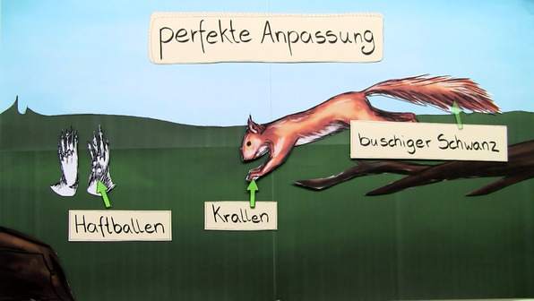 Das Eichhörnchen – ein Leben auf Bäumen