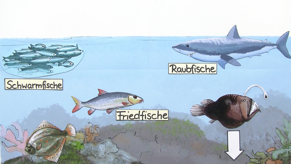 Vielfalt der Fische