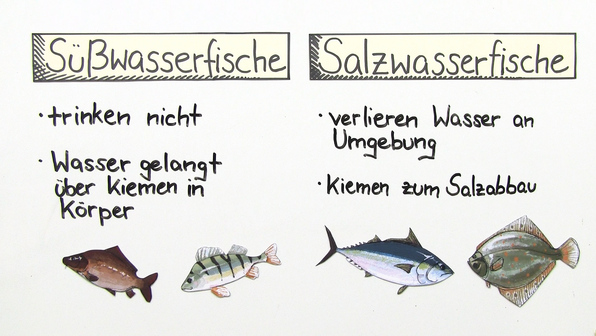 Süßwasserfische und Salzwasserfische