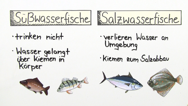 Gemisch Aus Süß Und Salzwasser www.sofatutor.at