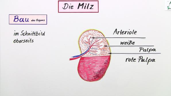 Die Milz