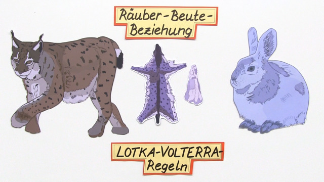 Ruber-Beute-Beziehung: Lotka-Volterra-Regeln inkl. bungen