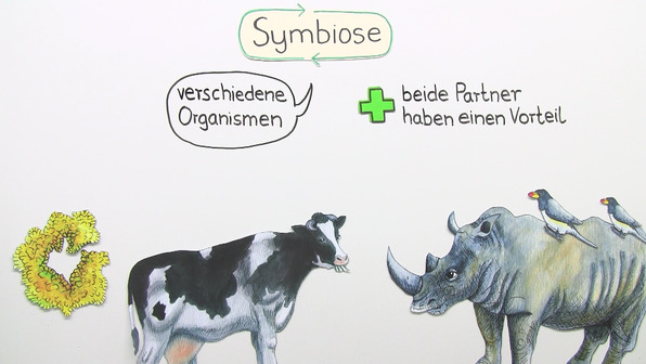 Symbiose – Grundprinzip