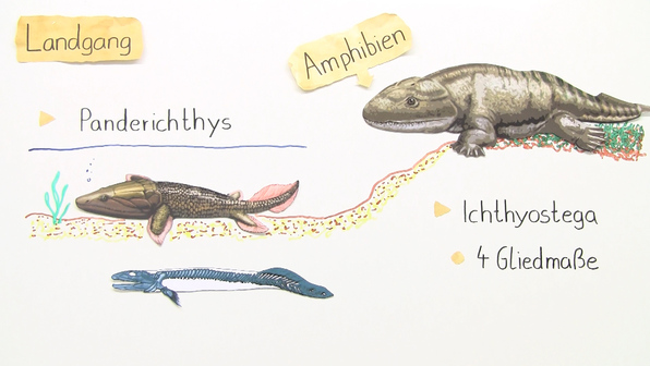 Brückentier – vom Wasser zum Landleben