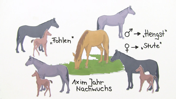 Das Pferd – ein Nutztier im Wandel