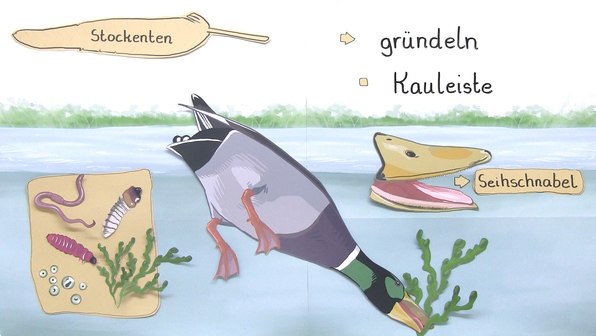 Vögel, die fliegen, schwimmen und tauchen