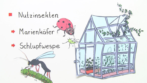Bedeutung von Insekten