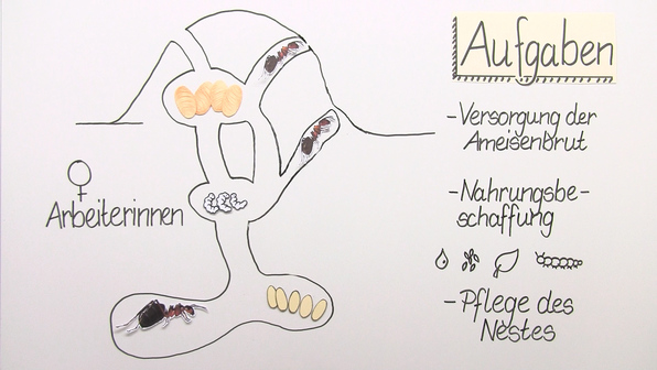 Der Ameisenstaat – Rote Waldameise