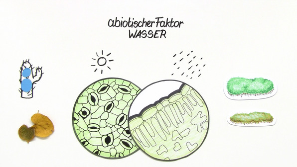 Abiotischer Faktor Wasser – Einfluss auf Pflanzen (Basiswissen)