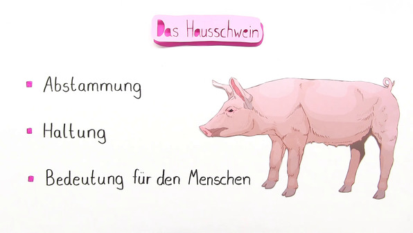 Das Hausschwein und seine Bedeutung für den Menschen