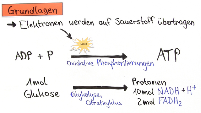 Was Passiert Bei Der Zellatmung Was ist Zellatmung einfach erklärt? [Übungen]