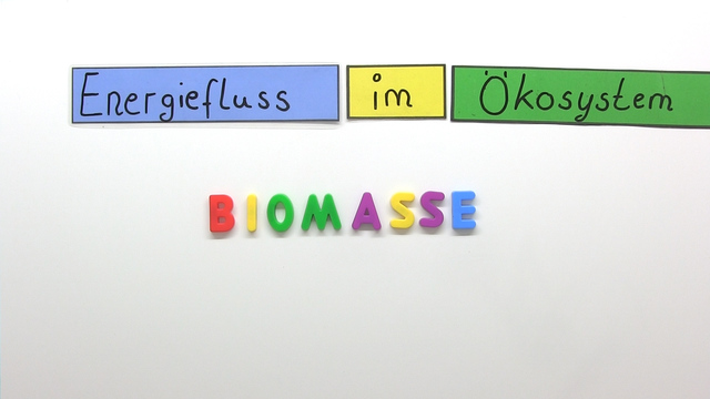 Energiefluss In Einem ökosystem Energiefluss im Ökosystem erklärt inkl. Übungen