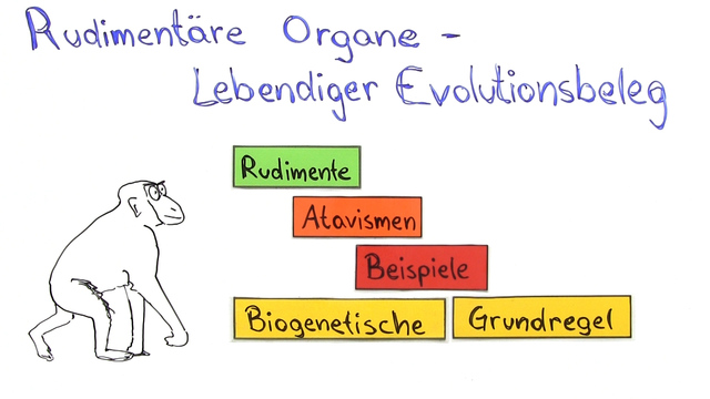 belege-der-evolution-erkl-rt-inkl-bungen