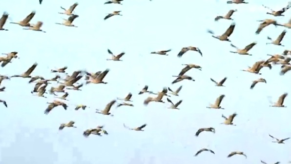 Der Vogelzug des Kranichs