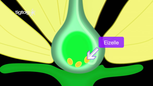 Befruchtung von Pflanzen