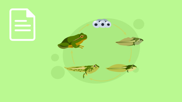 video image