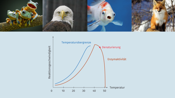 Abiotischer Faktor Temperatur – Einfluss auf Tiere