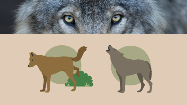 Der Wolf – Stammvater des Hundes