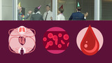 Blut und Blutkreislauf