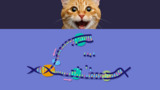 Replikation der DNA 