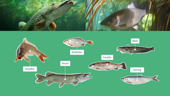 Friedfische und Raubfische