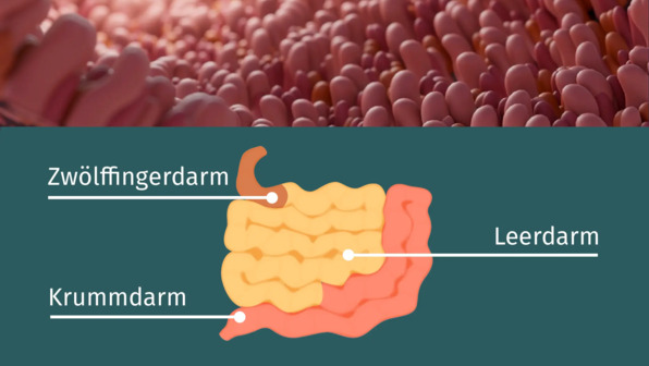 Dünndarm – optimale Nährstoffaufnahme durch Oberflächenvergrößerung
