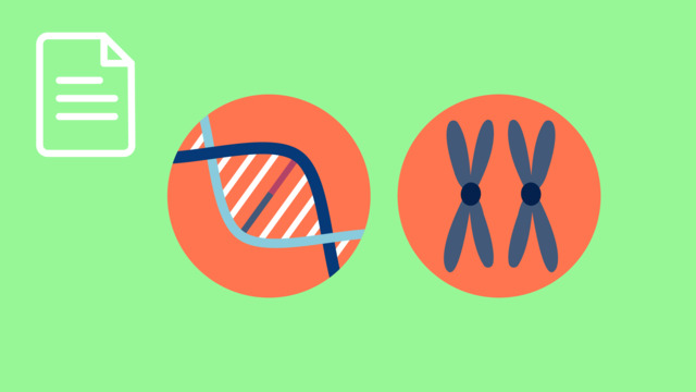 Was sind homologe Chromosomen? – einfach erklärt