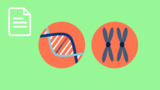 mRNA – Aufbau