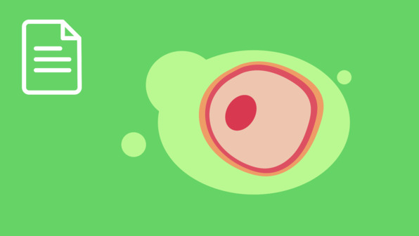 Cytoskelett