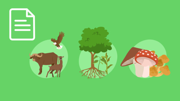 Unterteilung der Lebewesen: Tiere, Pflanzen, Pilze