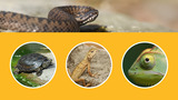 Beobachtungsaufgabe – Wirbeltiere (Reptilien)