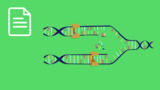 DNA-Polymerase
