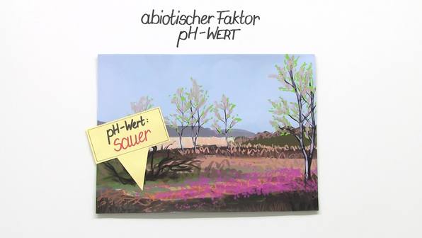 pH-Wert als abiotischer Faktor – Anpassung der Pflanzen (Basiswissen)