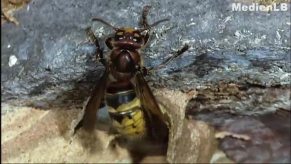 Wie leben Hornissen, Honigbienen und Hummeln?