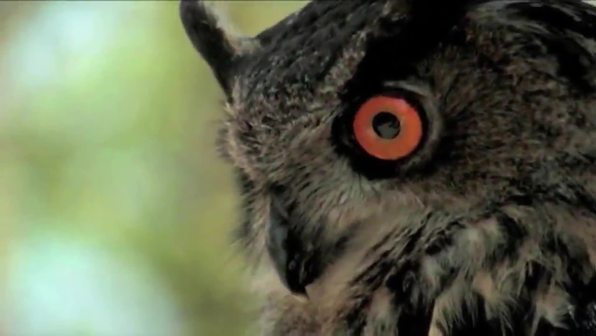 Der Igel – Feinde, Gefahren und Schutz