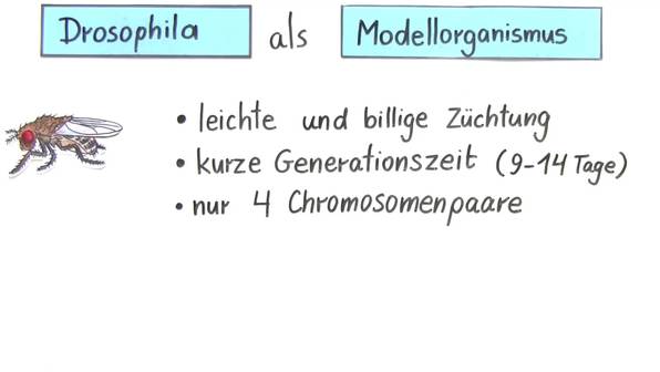 Kreuzungsversuche – Drosophila als Modellorganismus 